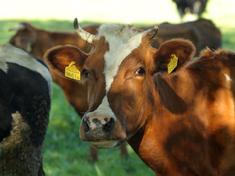 Resort rolnictwa: w Polsce nie ma białaczki u bydła